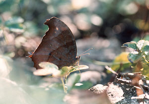 OM-4Ti ZUIKO MACRO 135mm F4.5