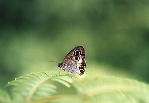 OM-2n ZUIKO MACRO 90mm/f2