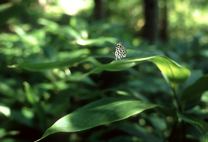 Nikon F3 Nikkor 28mmF2.8S