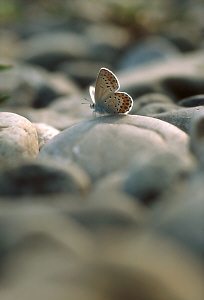 OLYMPUS OM-4TiB ZUIKO MACRO 90mm f2