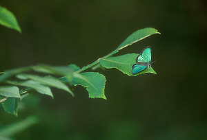 Nikon F100 SIGMA 400mm F5.6 APO MACRO SB-80DX