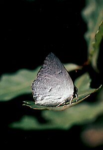 OM-4Ti ZUIKO MACRO 90mm/f2