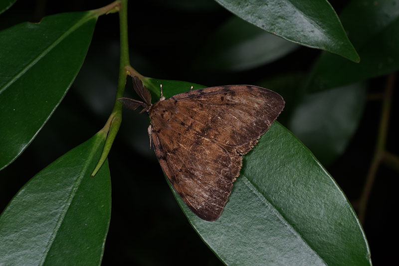 SONY α7II ZUIKO AUTO 1:1MACRO 80mm F4
